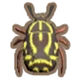 Inv Fiddler Beetle