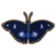 Blue Moon Butterfly Everywhere Morning Day Any Season