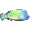 Fish, Dinkum Wiki
