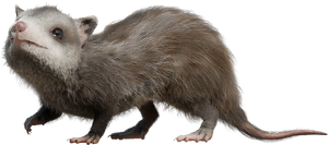 Alphadon.png