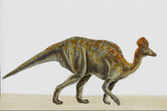 Corythosaurus070