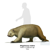Reconstruction of Megalocnus rodens