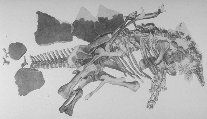 Кто такой stegosaurus rex. Смотреть фото Кто такой stegosaurus rex. Смотреть картинку Кто такой stegosaurus rex. Картинка про Кто такой stegosaurus rex. Фото Кто такой stegosaurus rex