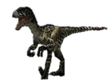 Dromaeosaurus