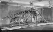 Brontosaurusgreatdinohall1927