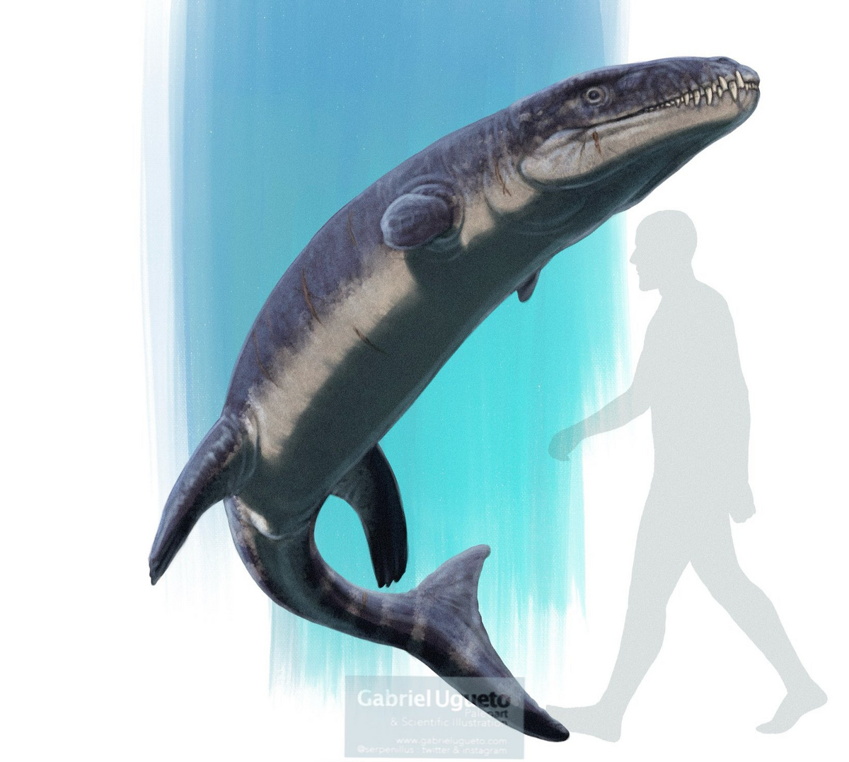 Dakosaurus | Dinosaur Wiki | Fandom