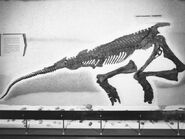 Corythosaurus1960s