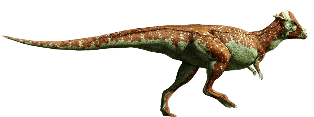 Pachycephalosaurus Dinosaur Wiki Fandom