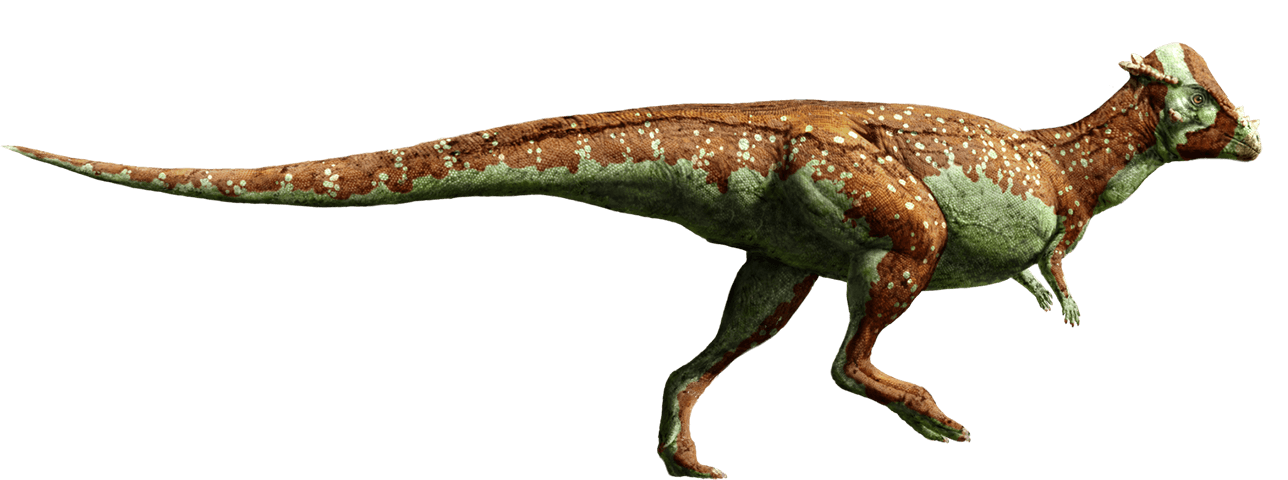 Pachycephalosaurus Dinosaur Wiki Fandom