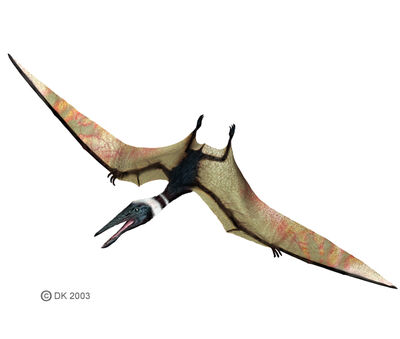 Pterodactylus.jpg