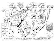 Elephant Family Tree 1926