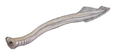 Paracordylodus.jpg