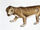 Thrinaxodon