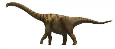 Brontomerus