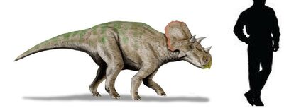 Avaceratops