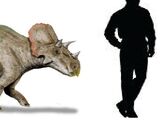 Avaceratops