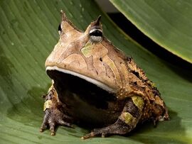 Beware of Devil Frog of Doom!.jpg
