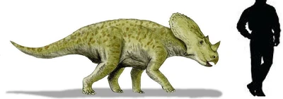 Brachyceratops