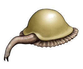 Kimberella.jpg