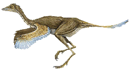 Protarchaeopteryx robusta.gif