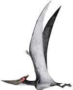 Pteranodon