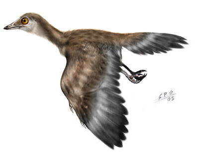 Iberomesornis