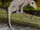 Nikkasaurus