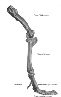 T-rex Leg Bone structures