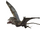 Dimorphodon