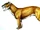 Machaeroides