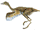 Protarchaeopteryx