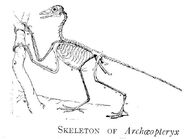 Sharp osborn archeopteryx