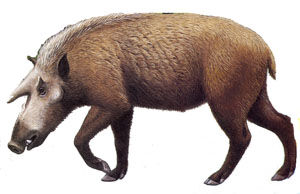 Kubanochoerus.jpg