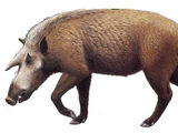 Kubanochoerus