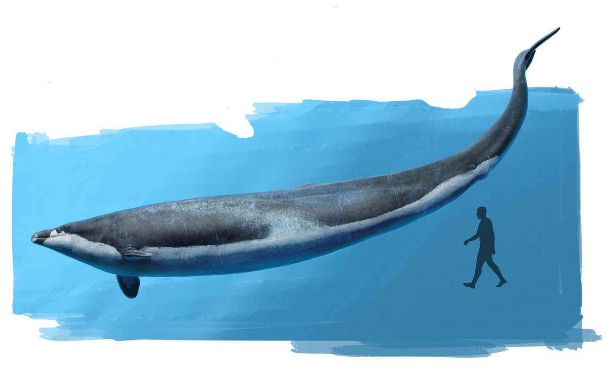 Basilosaurus/Gallery Dinosaur Wiki Fandom