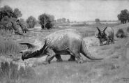 Triceratops - 1904