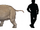 Uintatherium