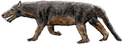 1000px-Dukecynus.jpg