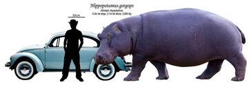 H gorgops.jpg