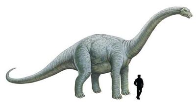 Bothriospondylus.jpg