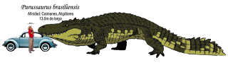 P brasiliensis.png