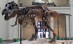 Sue, the most complete and largest Tyrannosaurus skeleton, displayed at the Field Museum of Natural History in Chicago