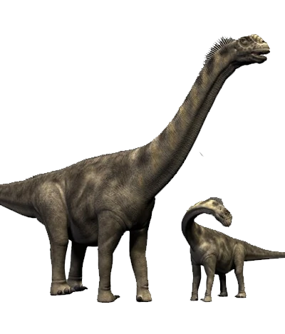 Camarasaurus | Dinosaur Wiki | Fandom