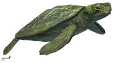 ToxochelysArtwork.png