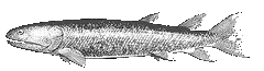 Eusthenopteron 2a.gif