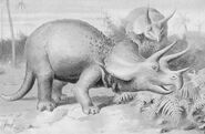 Triceratops8