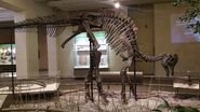 Carnegie Corythosaurus