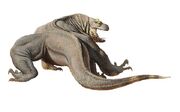 Megalania(2)