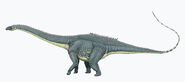 Amphicoelias