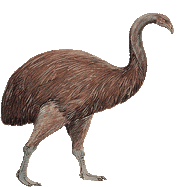 Moa2